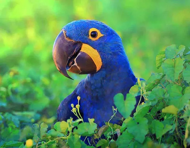 Pantanal