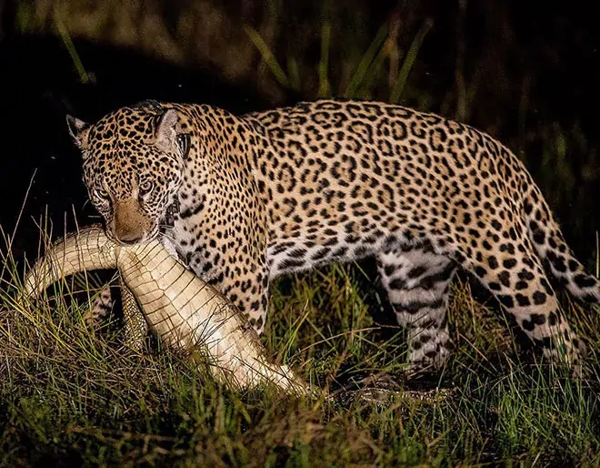 Pantanal