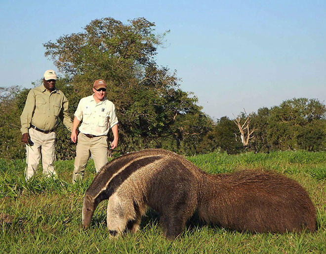 Discover Pantanal on your Brazil trip