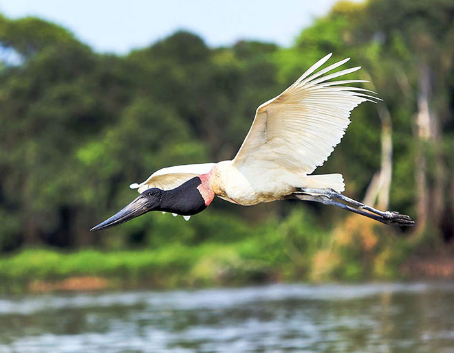 Discover Pantanal