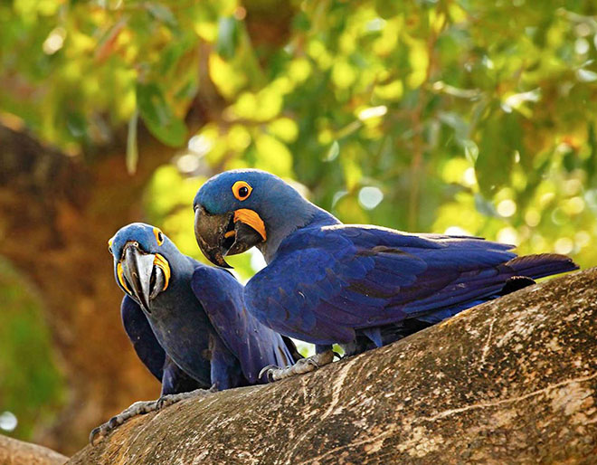 Discover Pantanal on your Brazil trip