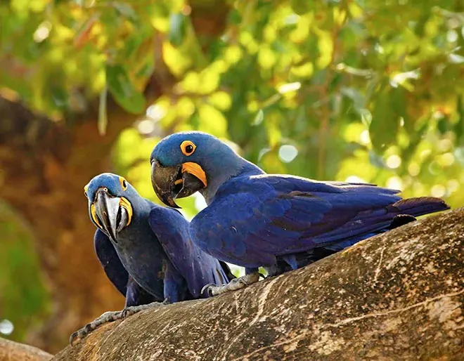 Discover Pantanal on your Brazil trip