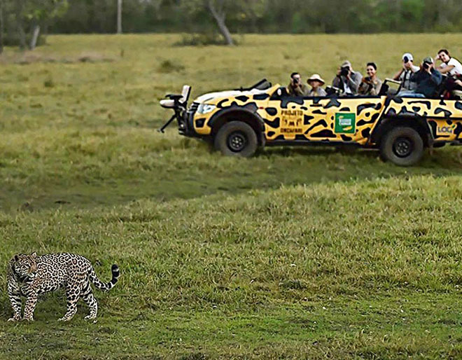 Discover Pantanal