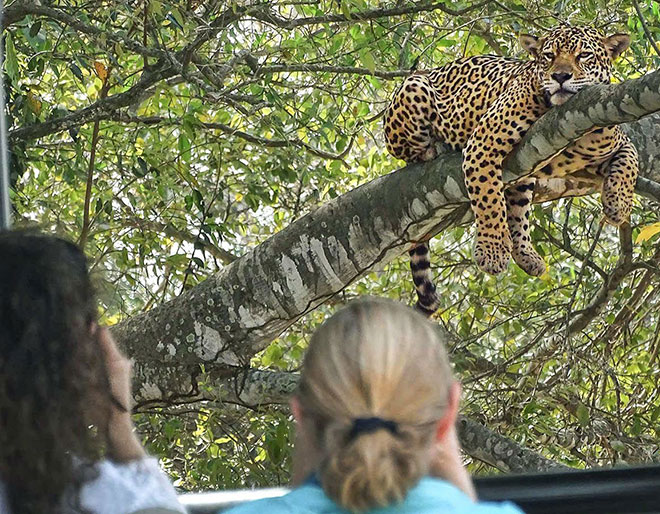 Discover Pantanal