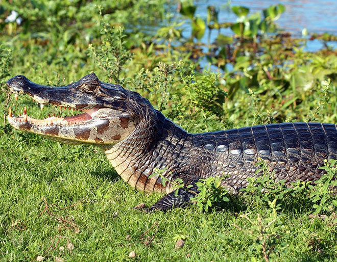 Discover Pantanal