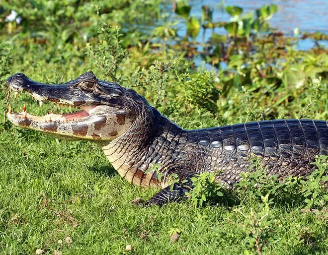 Discover Pantanal