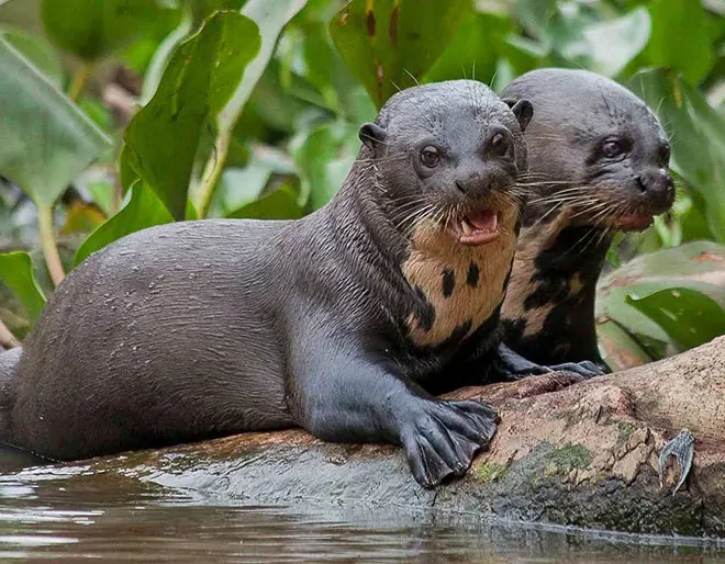 Pantanal