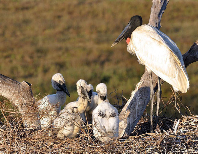 Discover Pantanal