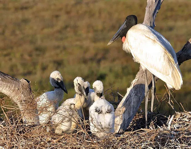Pantanal