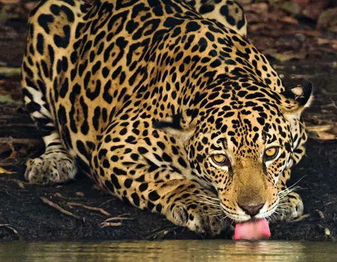 Discover Pantanal