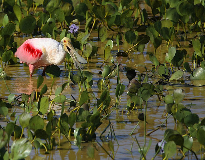 Pantanal