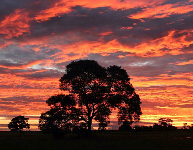 Discover Pantanal on your Brazil trip