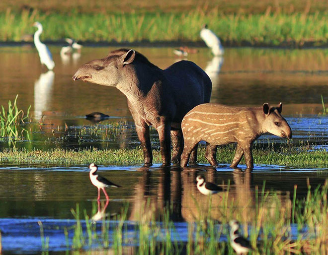 Discover Pantanal