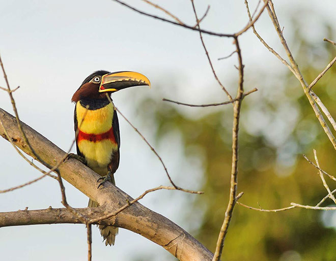 Pantanal