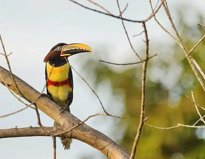 Pantanal