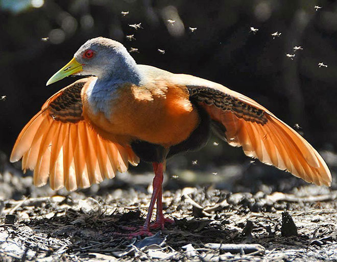 Discover Pantanal on your Brazil trip