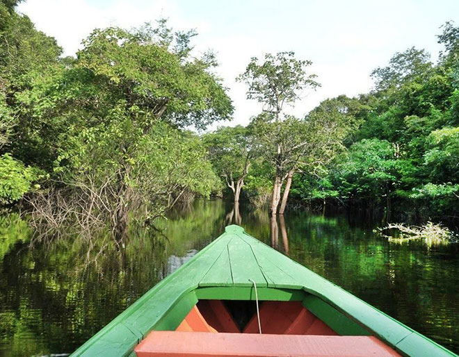 Amazon Rainforest